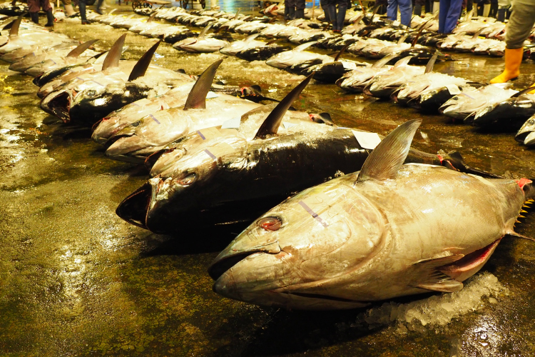 多くの人に魚の美味しさや価値を届けます