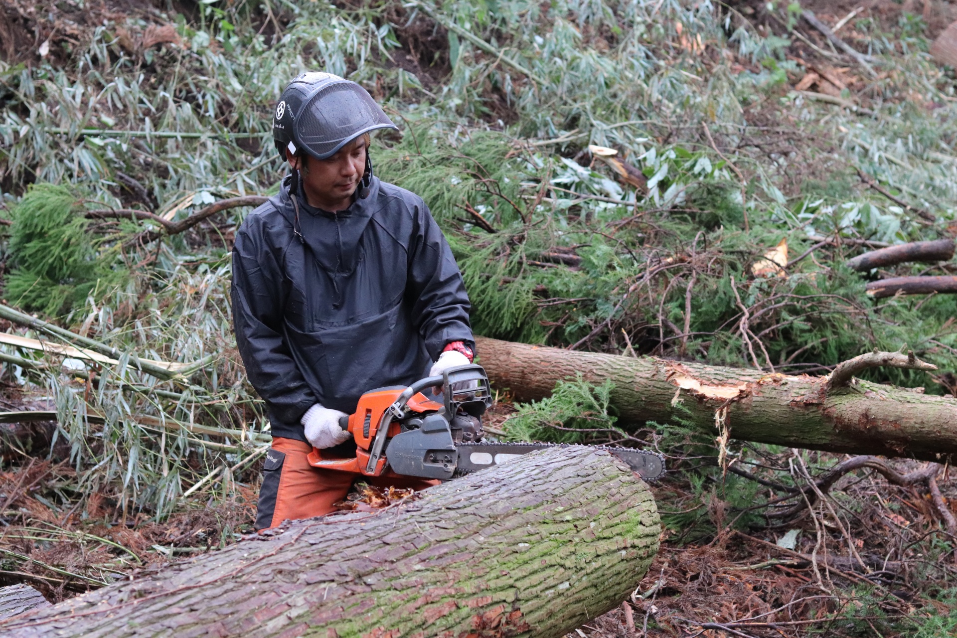 緻密な計算と職人技が光る、ダイナミックな伐採の現場